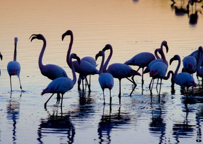 La Camargue sauvage…